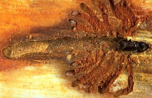 Ponte recente du typographe avec adultes et jeunes larves